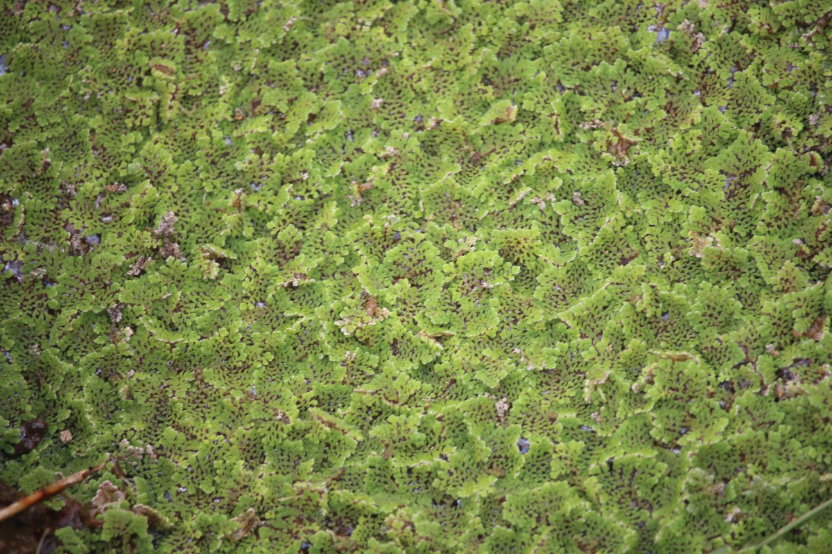 Azolla pinnata   R.Br.